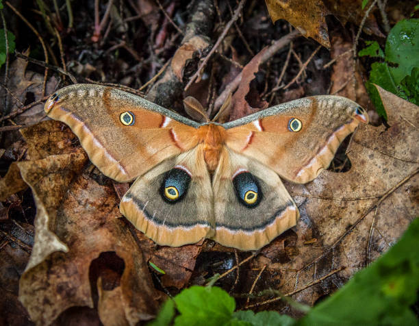 polyphéme d'amérique (antheraea polyphemus), polyphemus-motte. automne - eichenseidenspanner stock-fotos und bilder