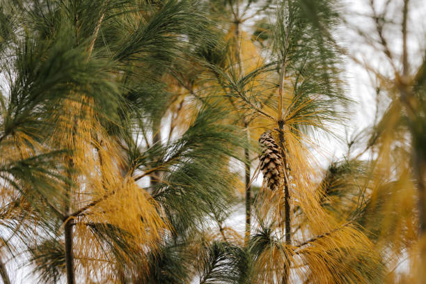 Pine branch with cone on beautiful autumn day