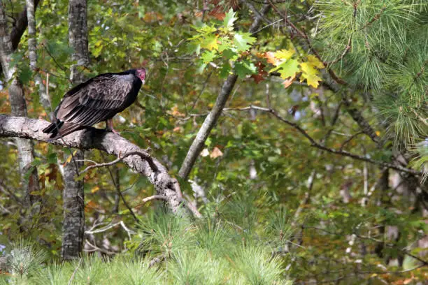 Turkey Vulture scavenger bird perches on tree branch. Photographed from kayak at Falls Lake reservoir, Raleigh-Durham, NC USA.