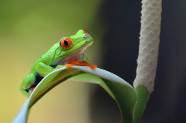istock Close up red eyed tree frog 1285561404
