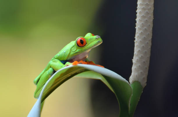 istock Close up red eyed tree frog 1285561413