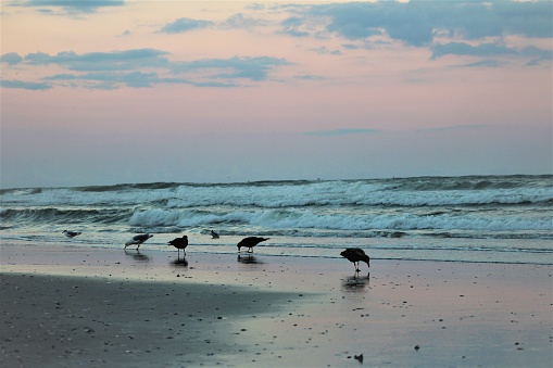 The seagulls scour the sunset ridden beach as the waves push them away.