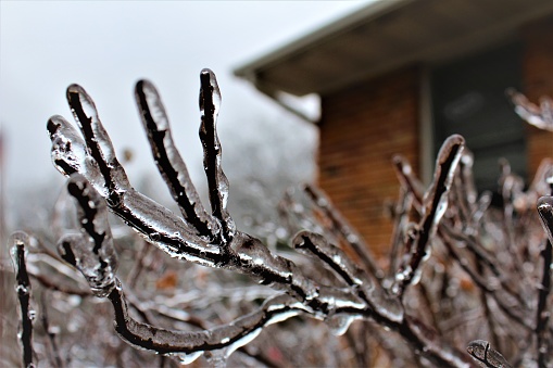 Natures beauty temporarily encased in a Missouri ice storm during winter.