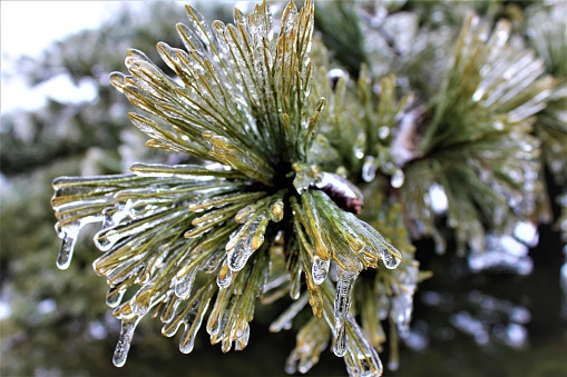 Close up of pine tree frozen in ice storm.