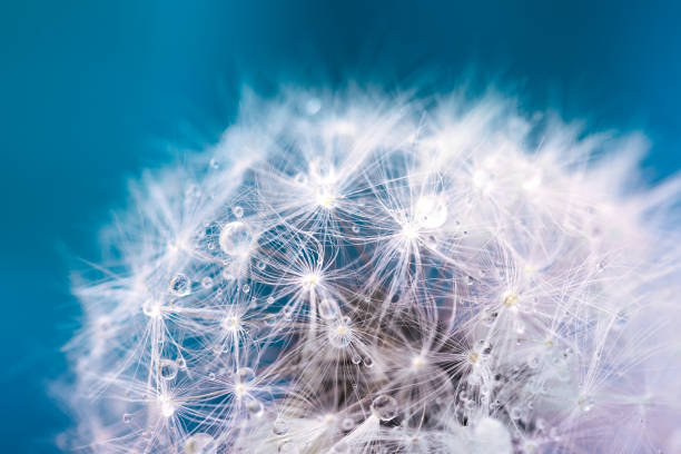 istock Soft fluffy dandelion seeds close up with water droplets on a blue background 1285565310