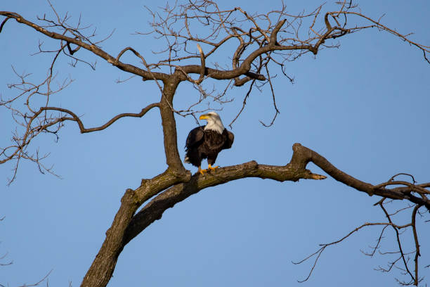 istock An American bald eagle sits perched in a tree on Belle Isle in the Detroit River 1285565321