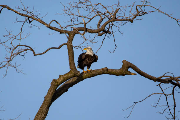 американский лысый орел сидит сидя на дереве на острове белль в реке детройт - belle river стоковые фото и изображения