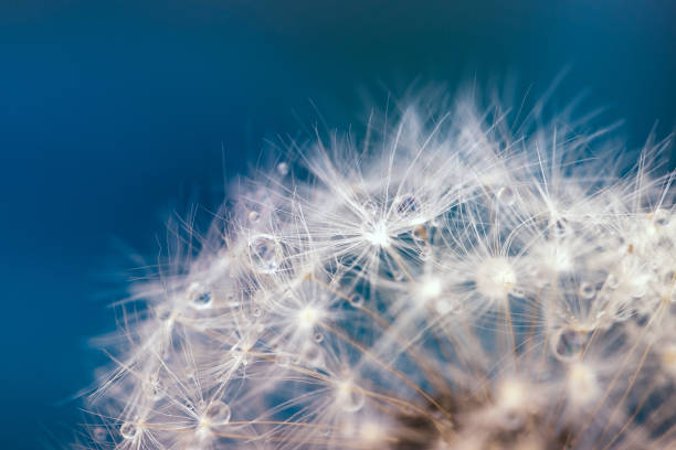 istock The parachutes of a dandelion with dew drops close-up 1285565335