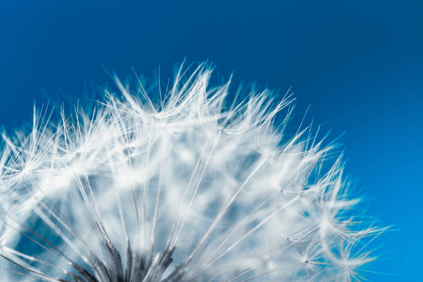 istock White soft dandelion seeds macro shot on a blue background 1285565369