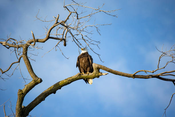 американский лысый орел сидит сидя на дереве на острове белль в реке детройт - belle river стоковые фото и изображения