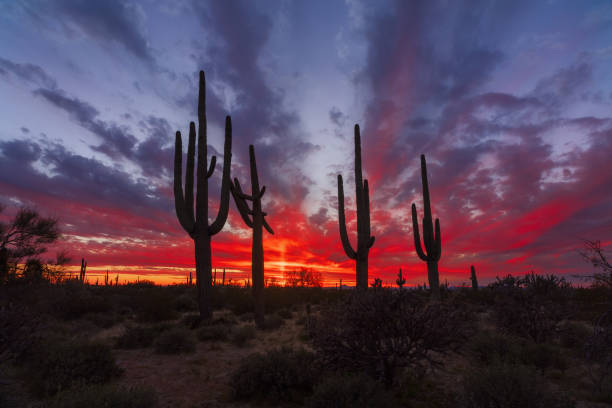 istock Desert sunset with Saguaro Cactus 1285566273