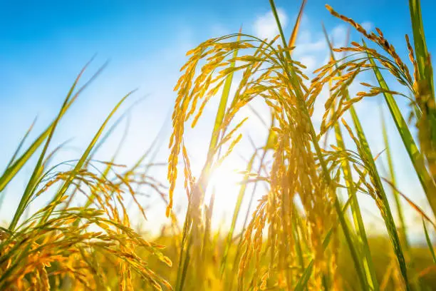 Photo of Agriculture golden rice field under blue sky at contryside. farm, growth and agriculture concept.