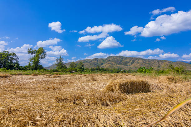 istock Rice straw hay in paddy field and beautiful mountain, sky nice cloud. The rice field. 1285567127