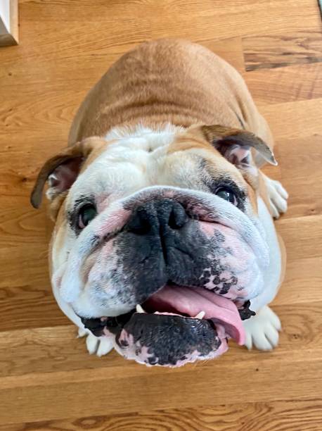 istock Happy English Bulldog 1285573883