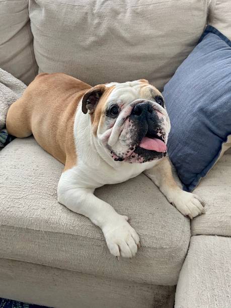 istock Happy English Bulldog 1285574167