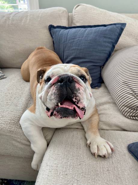 istock Happy English Bulldog 1285574811