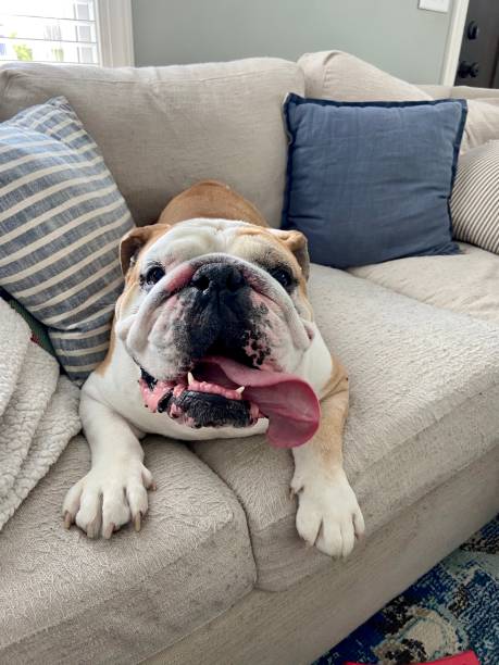 istock Happy English Bulldog 1285574864
