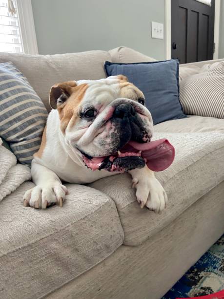 istock Happy English Bulldog on a couch 1285574892