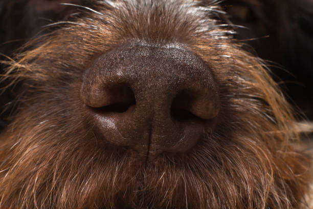 istock the big brown dog nose 1285575810