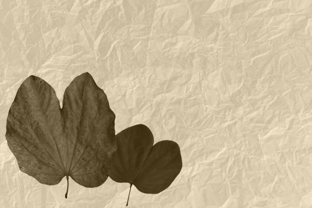 istock Dry leaves on wrinkled paper for background 1285577198