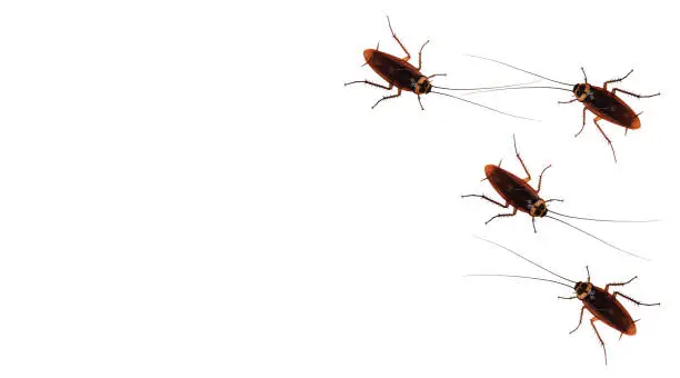 Photo of The patterns of cockroaches on a white background.