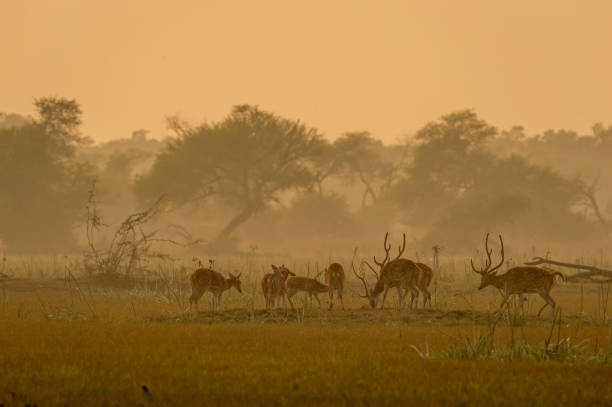 istock Spotted deer or Chital or Cheetal or axis axis herd in golden hour sunset light in beautiful landscape of keoladeo ghana national park or bharatpur bird sanctuary Rajasthan India 1285578909