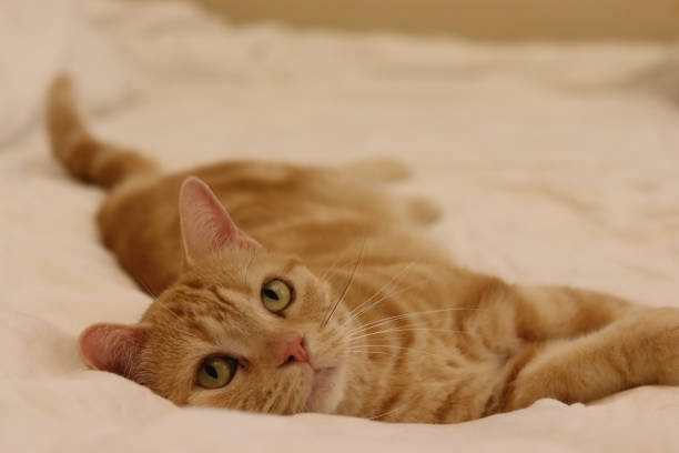 istock American shorthair cat lying down with sexy eyes. 1285579445