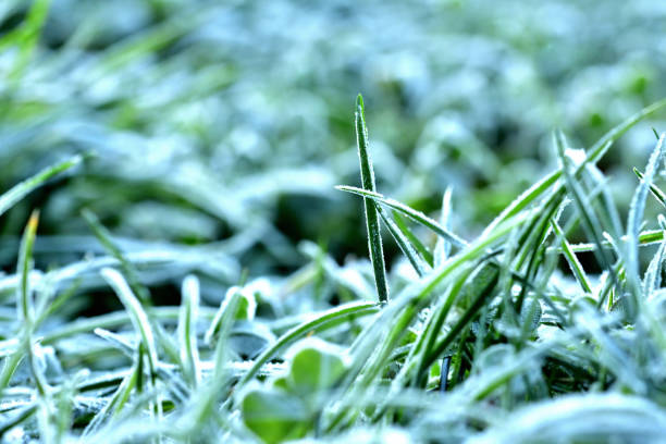 istock Autumn natural green grass background with hoarfrost. 1285580176