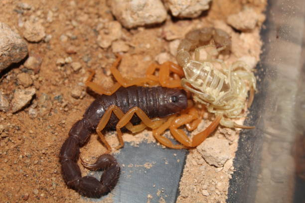 istock Parabuthus Villosus Orange Fresh Molt 1285580248