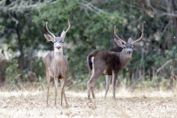 Black-tailed Deer Stags Browsing Woodside, San Mateo County, California, USA. mule deer stock pictures, royalty-free photos & images