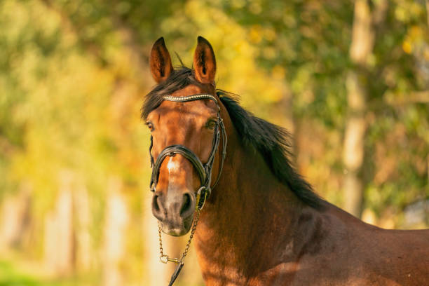 istock A brown horse head, in the autumn evening sun 1285582760