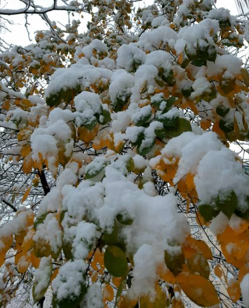 istock Falling snow on bunches on the plant 1285583769
