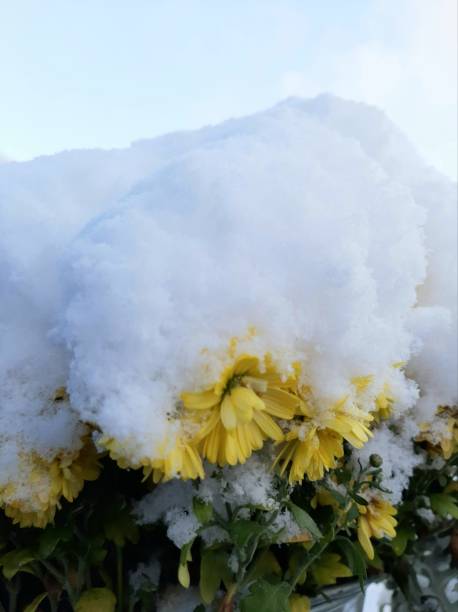 istock The first snow that fell covered the flowers

￼ 1285583777