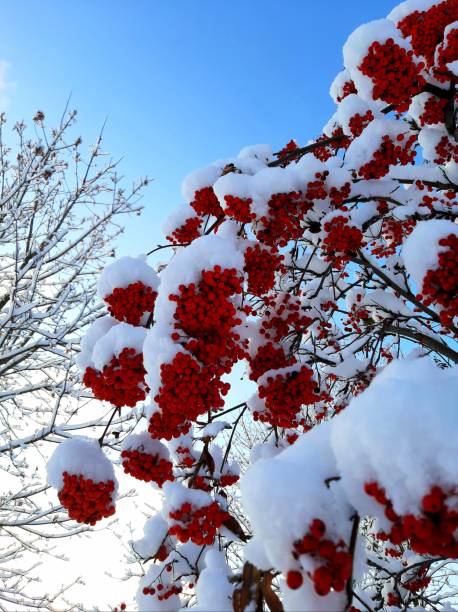 istock Falling snow on bunches of red rowan 1285583816