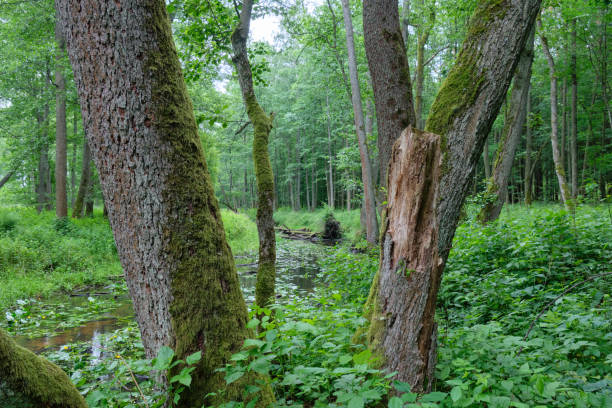 старая черная ольха (alnus glutinosa) деревья в летнем лесу - glutinosa стоковые фото и изображения