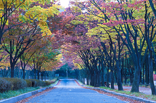 Yeouido park autumn leaves and traditional pavilion in Seoul, Korea