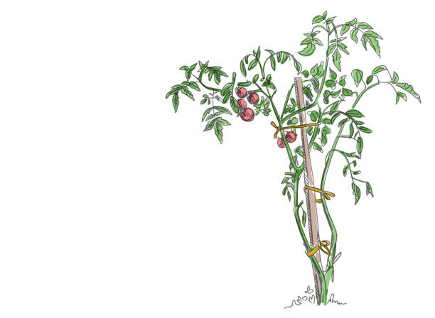 Tomato vegetable plant. Bush tied to a wooden stick. Solanum lycopersicum. Vector hand drawn color sketch. Tomato vegetable plant harvest. Bush tied to a wooden stick. Solanum lycopersicum. Hand drawn color sketch. Vector illustration. Agriculture grown. tomato plant stock illustrations