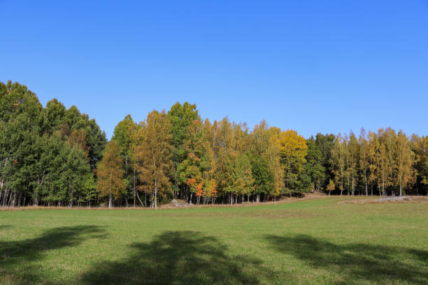 istock Trees in autumn colors in Tyresta national park 1285592627