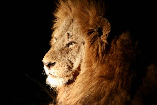istock Male Lion at night 1285593426