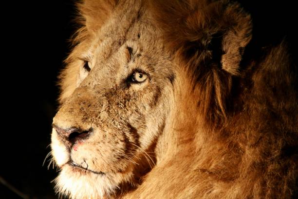 istock Male Lion at night 1285593445