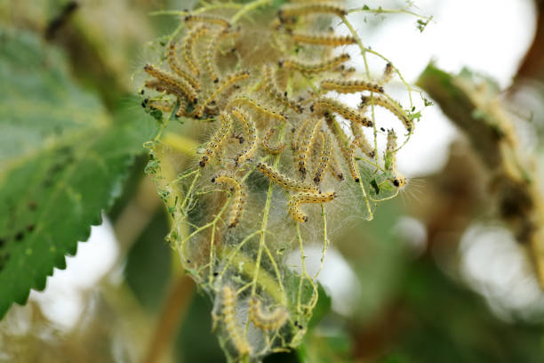 istock Hyphantria cunea larva crawling on green leaf 1285595959