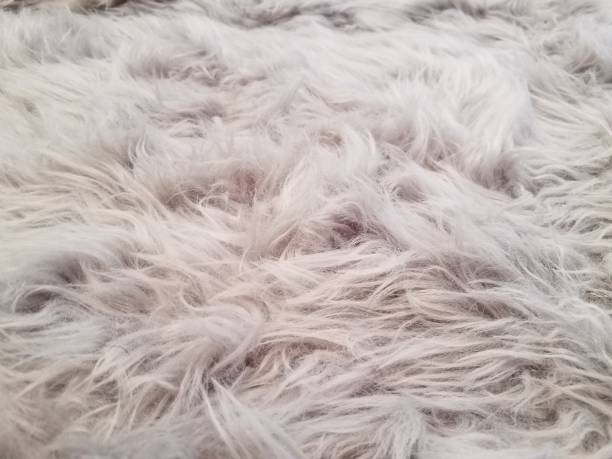 istock grey and white carpet or rug or dog hair 1285598218