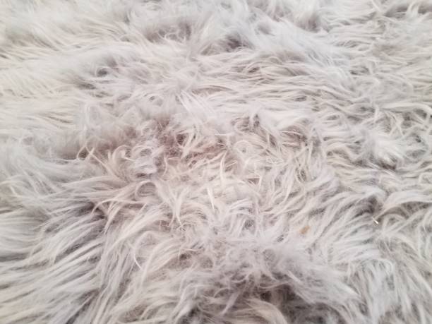 istock grey and white carpet or rug or dog hair 1285598238