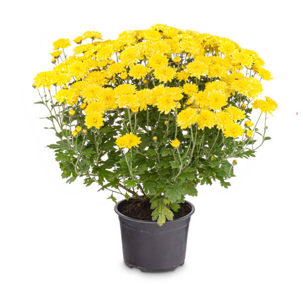 istock Yellow chrysanthemum flowers 1285599349