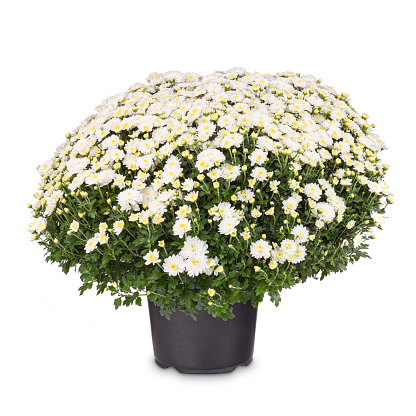 Pots of beautiful white chrysanthemum flower on white background