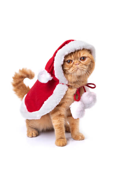 istock Little scottish fold cat wearing red santa greatcoat on white background. 1285599607