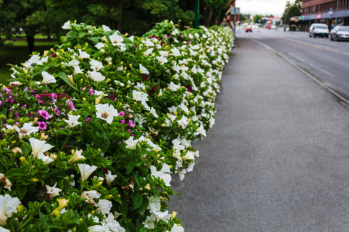flowering bushes on a city street