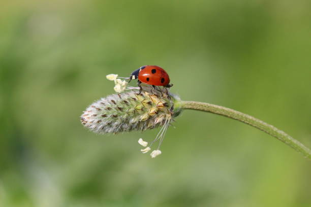 istock Ladybug Colorful Squares in Nature Environment 1285601332