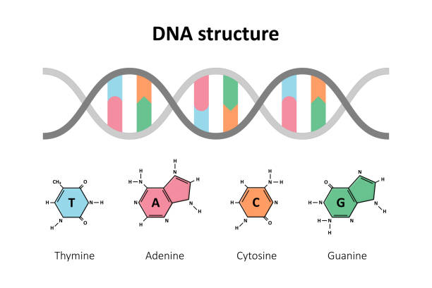 illustrations, cliparts, dessins animés et icônes de structure d’adn double hélice - sugar phosphate backbone