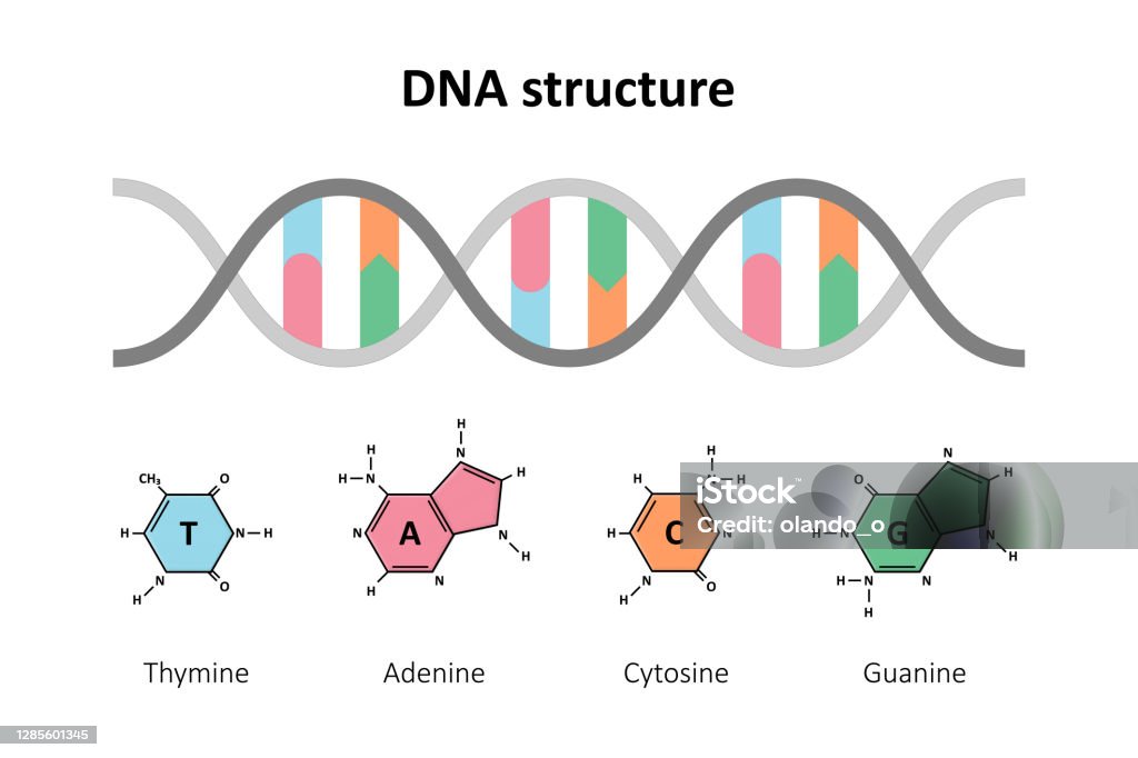Dna 구조 이중 나선 DNA에 대한 스톡 벡터 아트 및 기타 이미지 - DNA, 나선 모양, 나선구조 - iStock